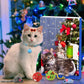 Katzen Adventskalender für Haustiere