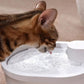 Kabelloser Frischwasser Katzenbrunnen
