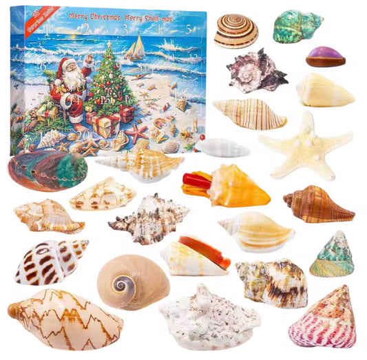 Muschel Traum Adventskalender