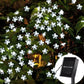 Wetterfeste Blumen Outdoor LED Lichterkette